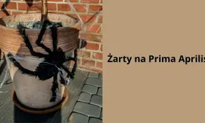 Czarna, włochata pająk na doniczce z kwiatami, ozdobiona pajęczyną. Idealne żarty na Prima Aprilis, by przestraszyć bliskich!