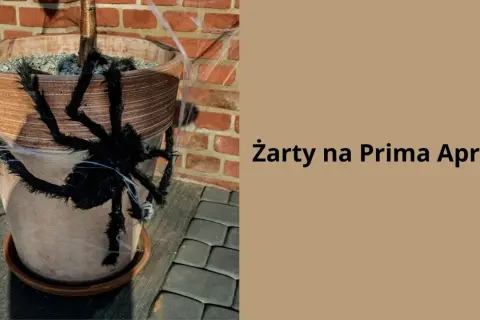 Czarna, włochata pająk na doniczce z kwiatami, ozdobiona pajęczyną. Idealne żarty na Prima Aprilis, by przestraszyć bliskich!